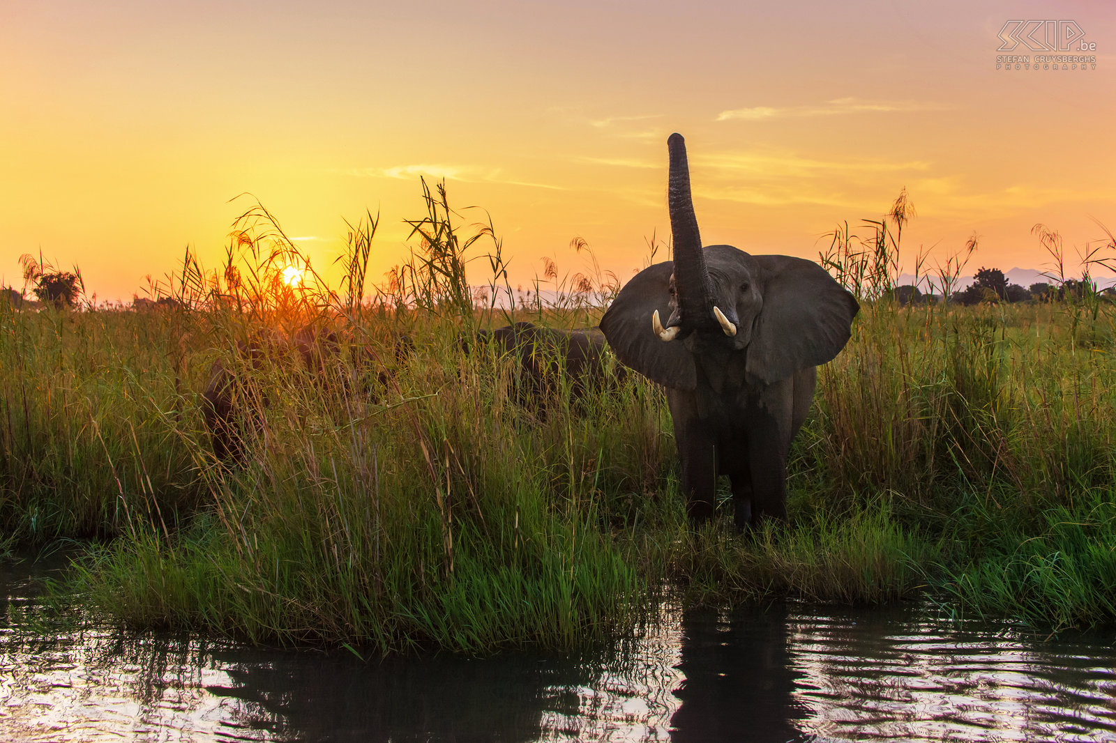 Lower Zambezi - Elephant at sunset At sunset on the river was wonderful and we saw a group of elephants at the riverside drinking water. Stefan Cruysberghs